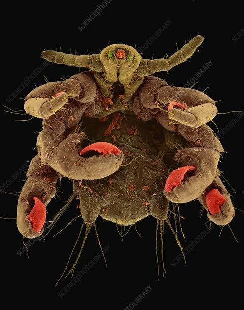 2 Mikroba ini Mendiami Area Intim dan Kulit mu yang mulus itu!!